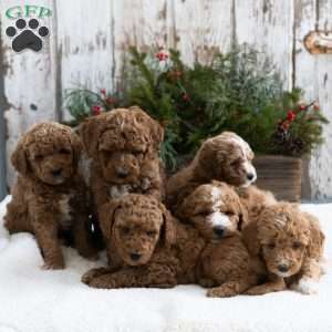 Cookie, Mini Labradoodle Puppy